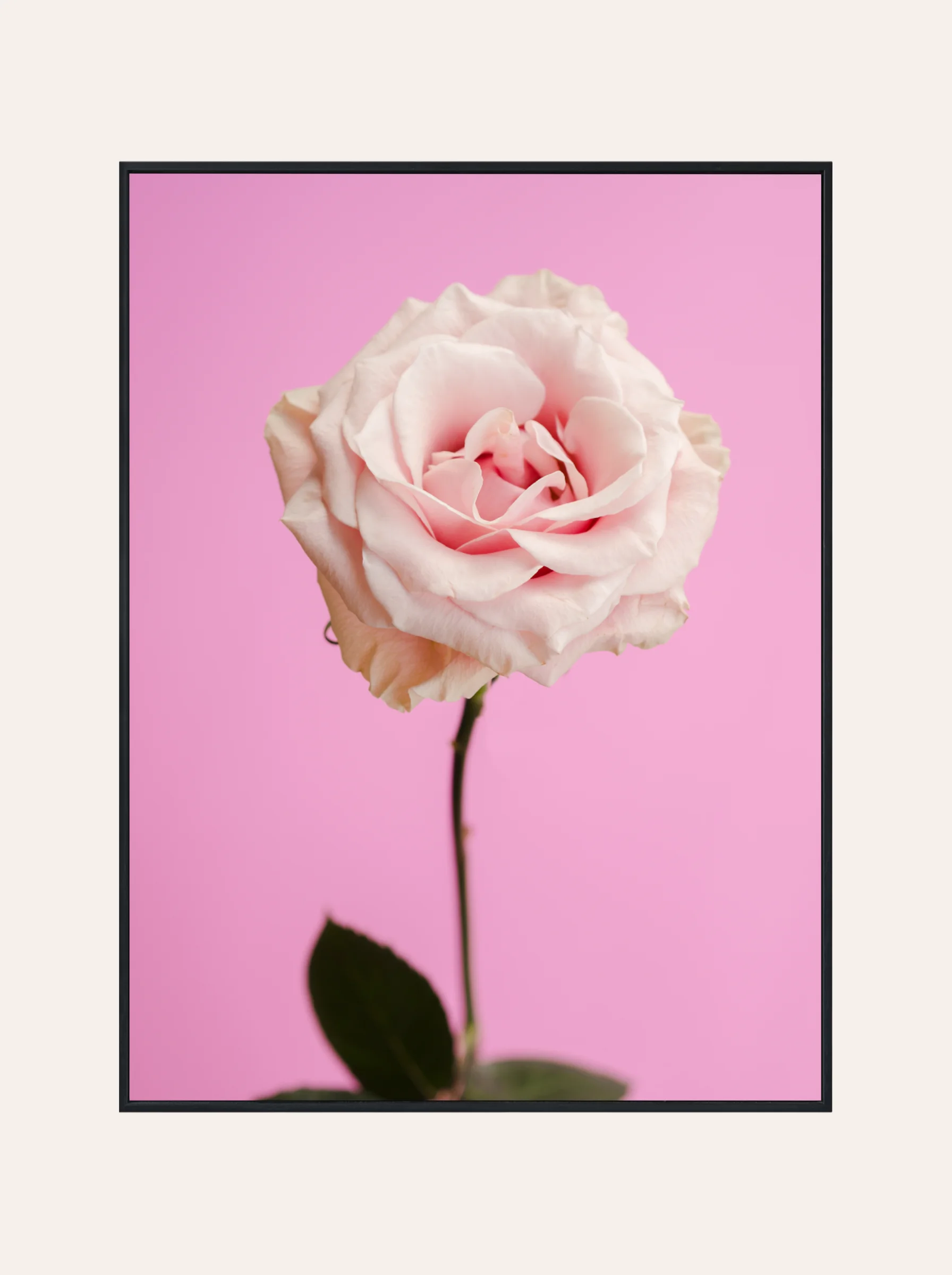 Plakat Biała Róż Nr. 1