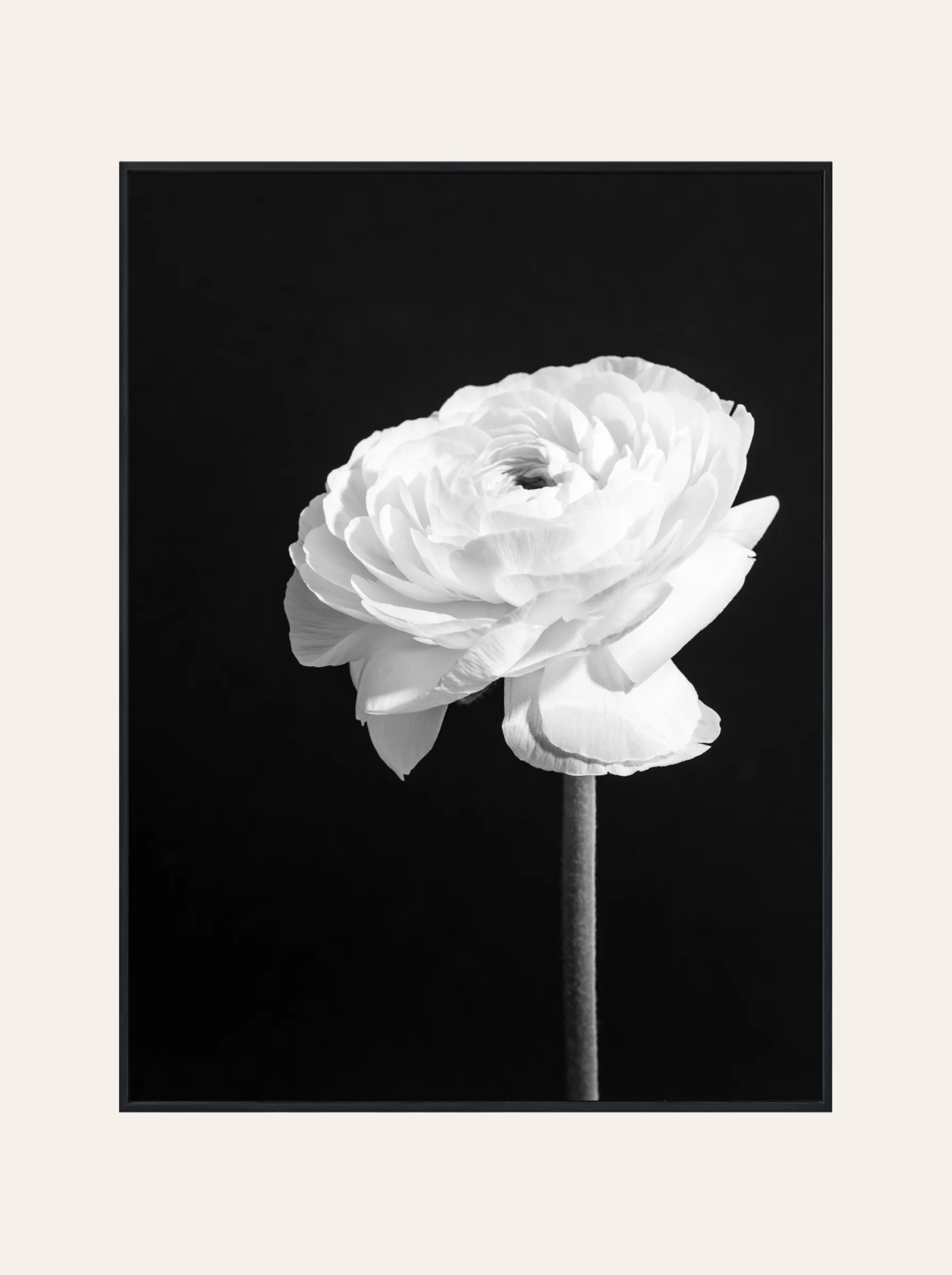 Plakat Biała Róż Nr. 2