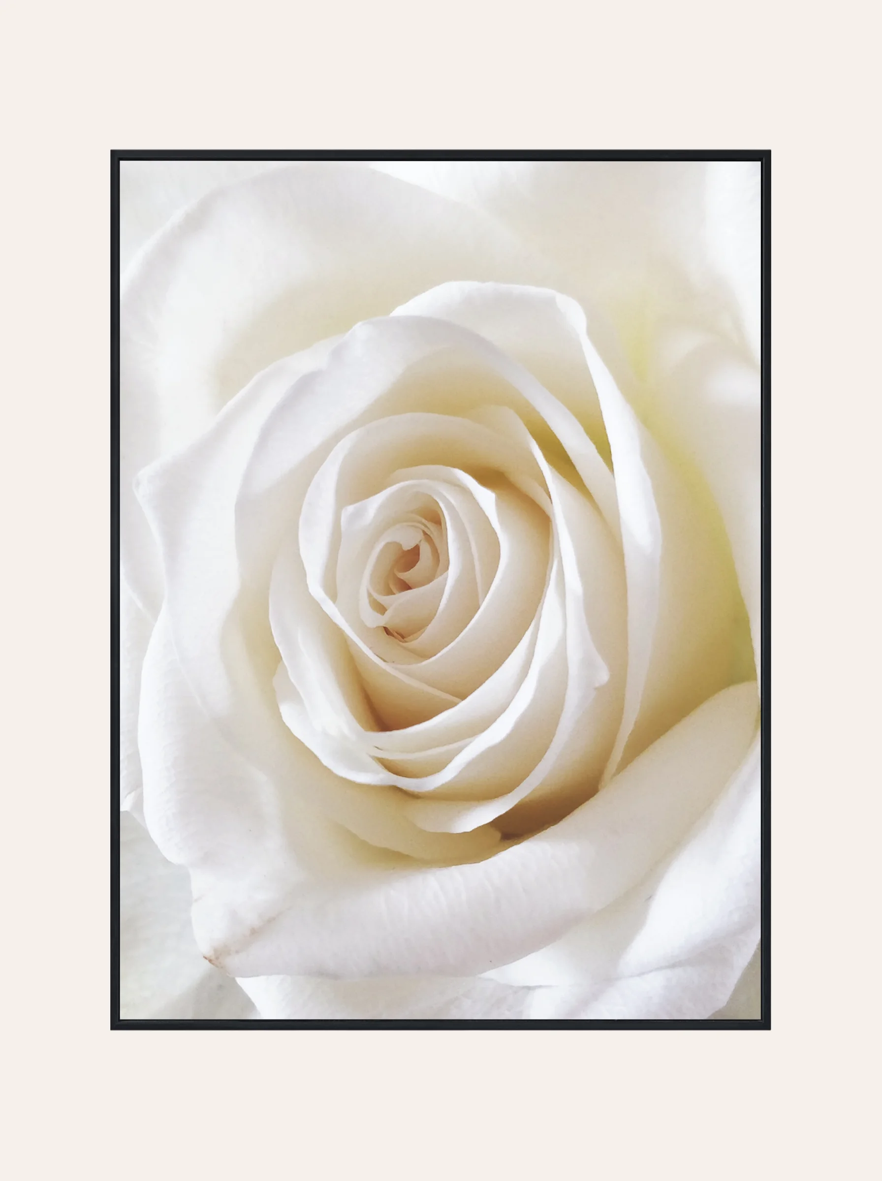 Plakat Biała Róż Nr. 3