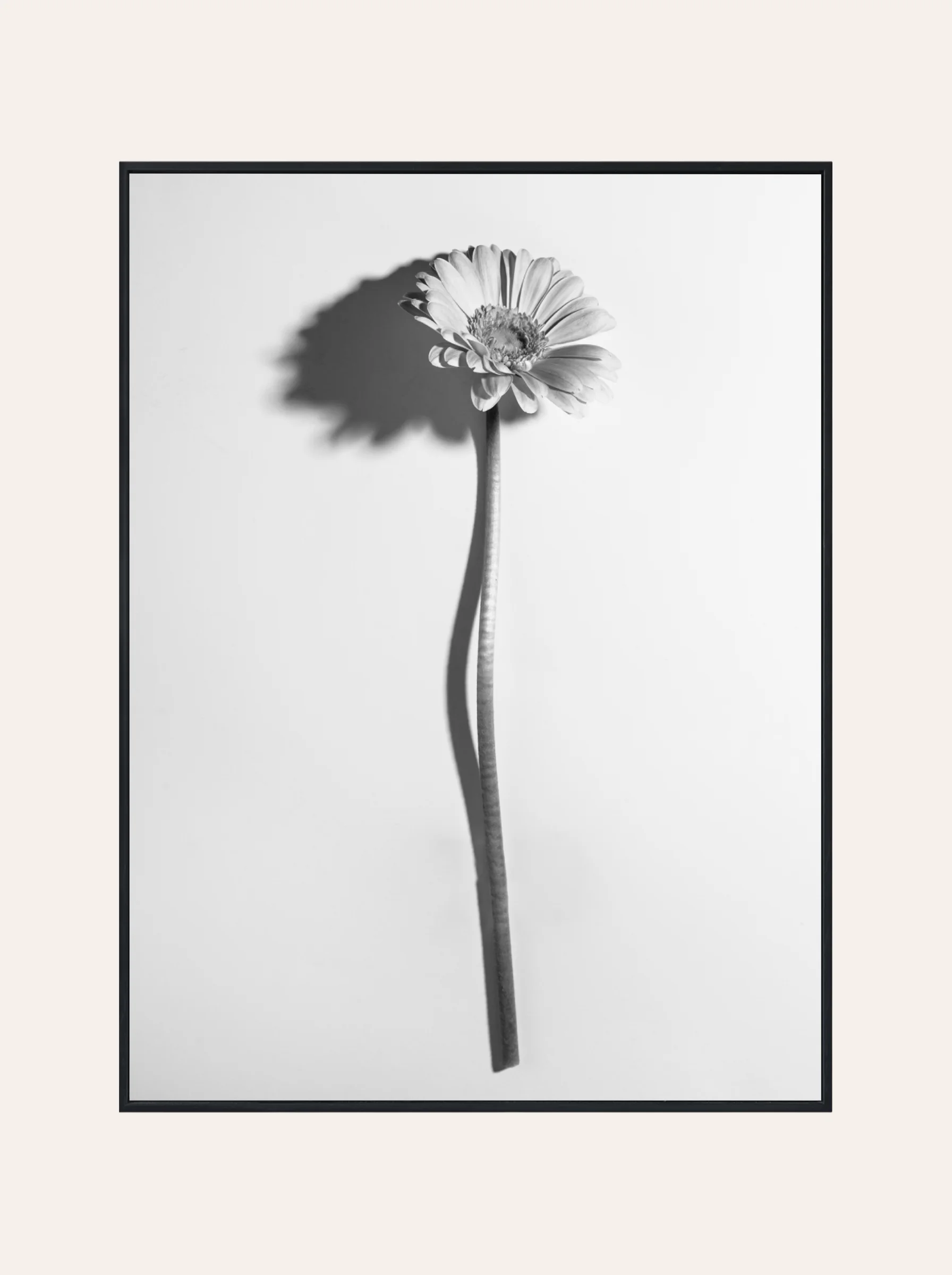 Plakat Czarno-Biała Roślinka