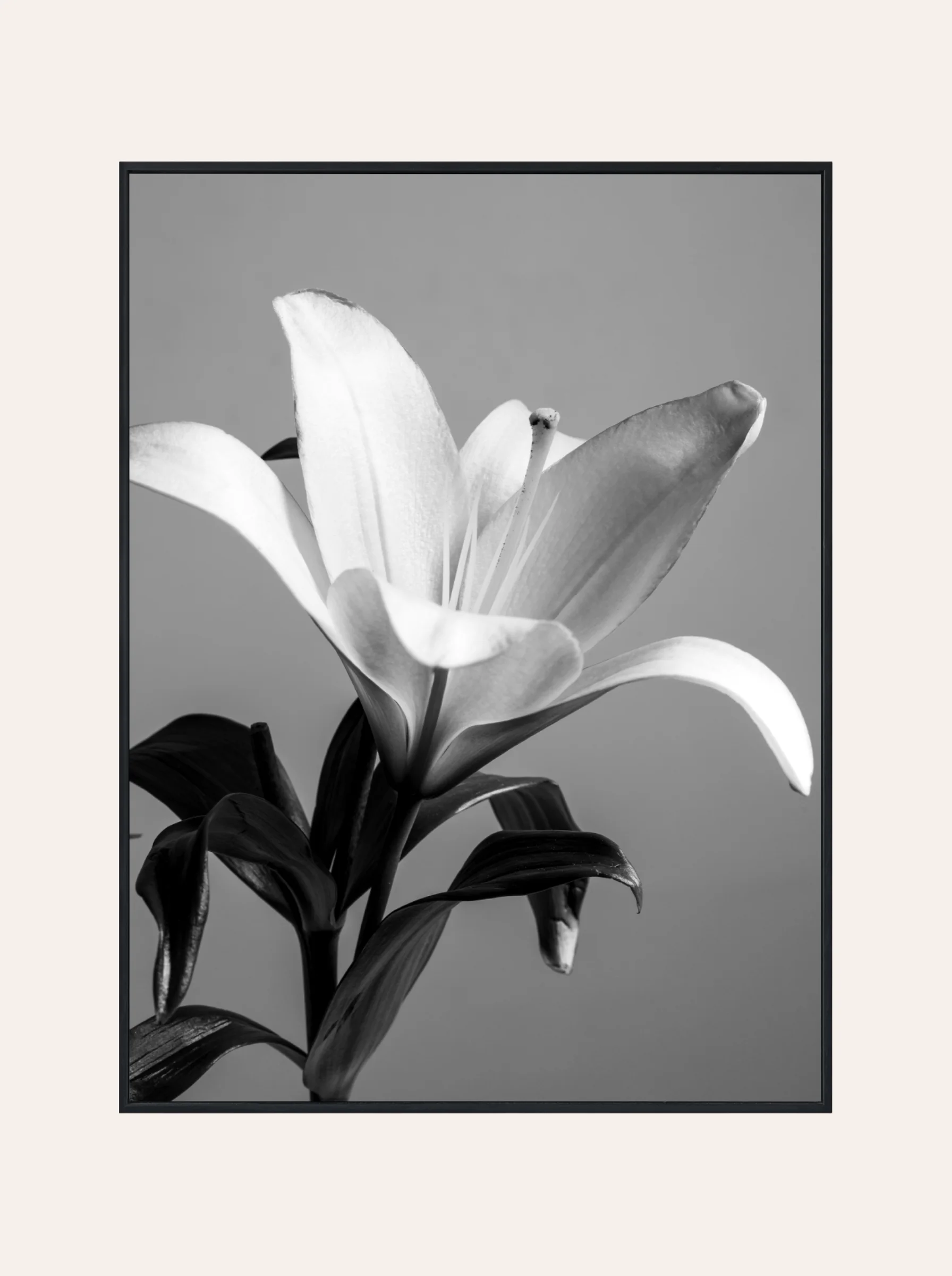 Plakat Czarno-Biały Kwiat