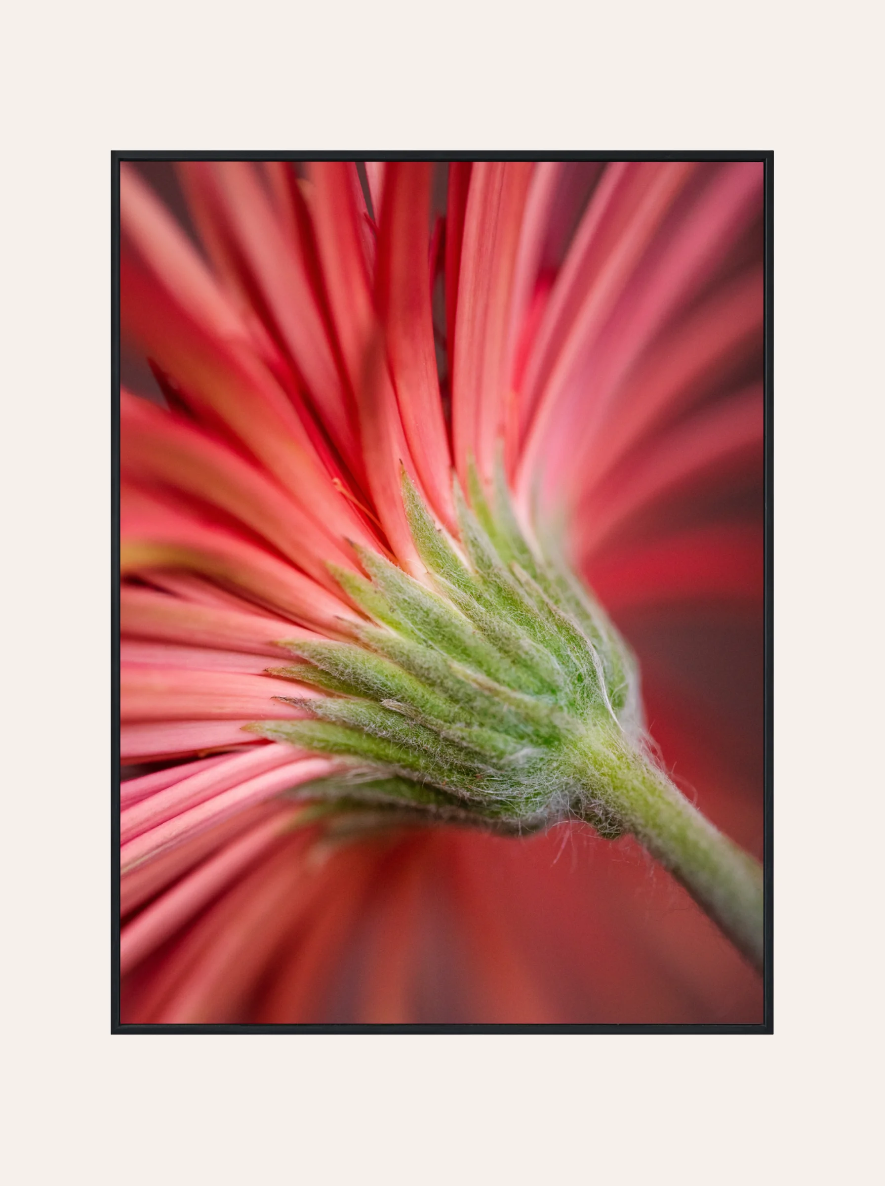 Plakat Czerwona Stokrotka