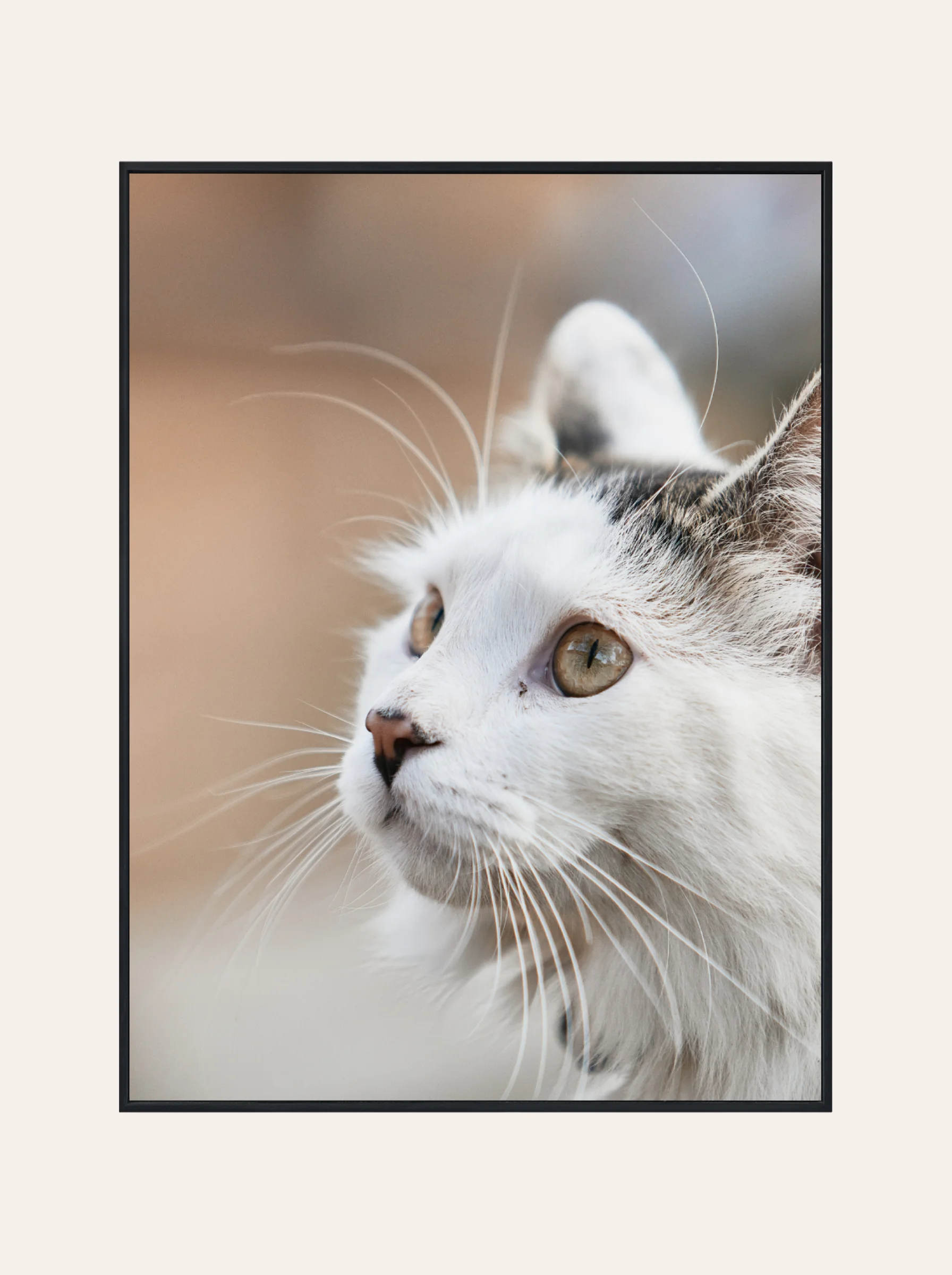 Plakat Kot Nr. 1