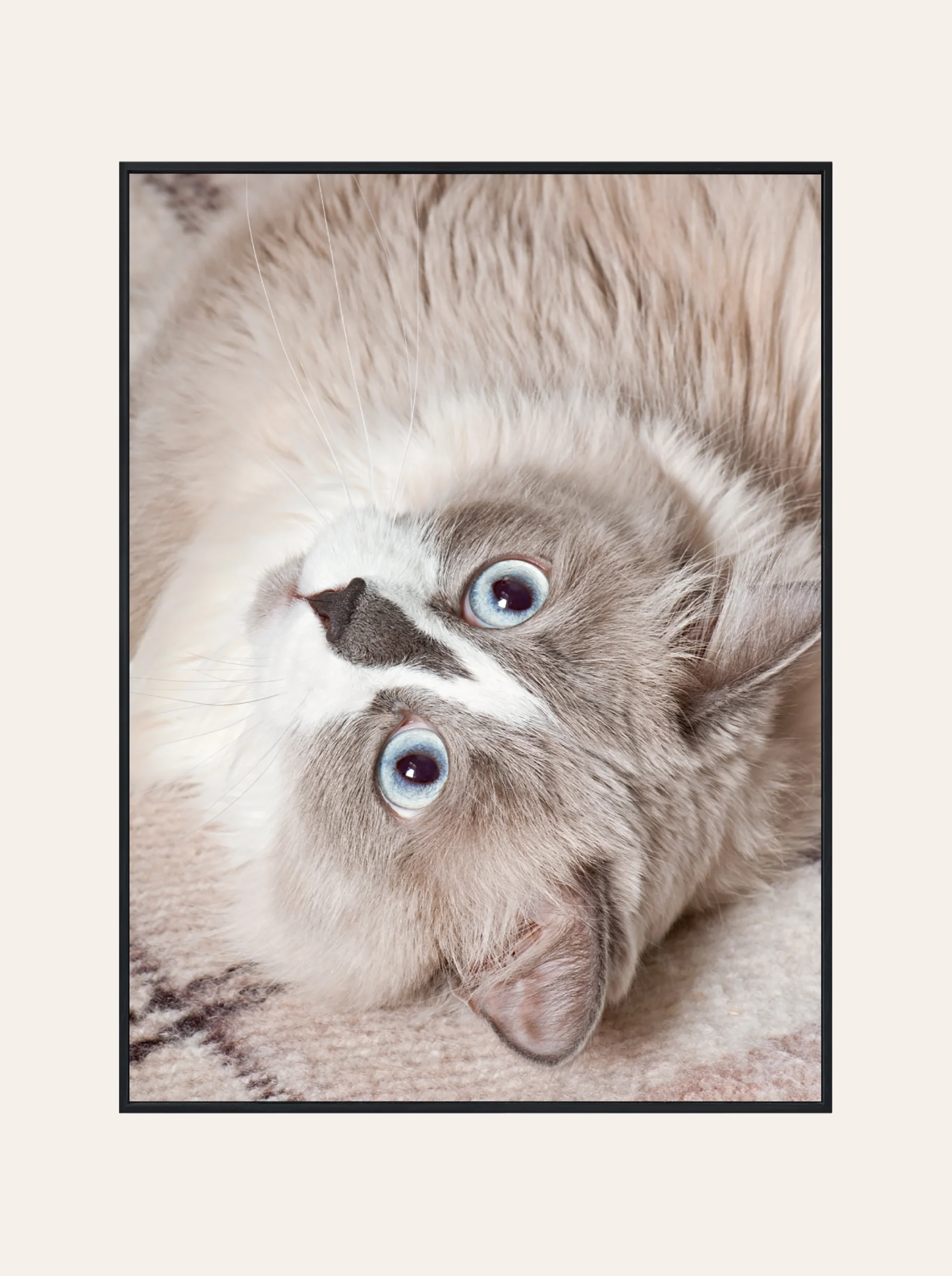 Plakat Kot Nr. 2