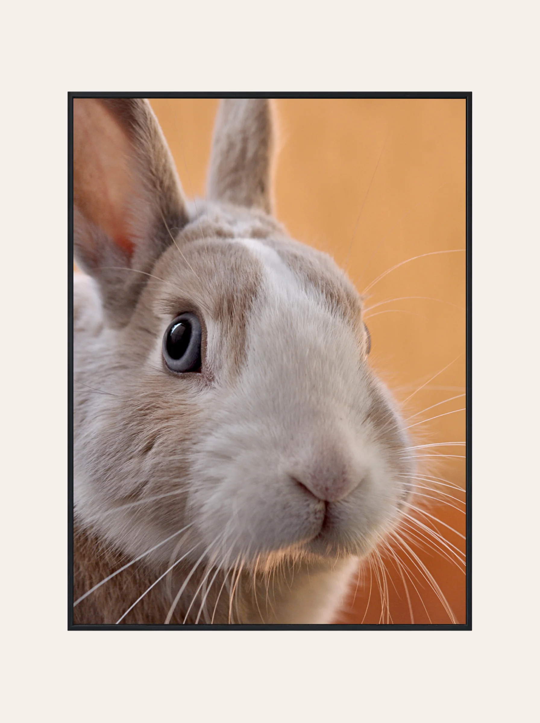 Plakat Królik Nr. 1