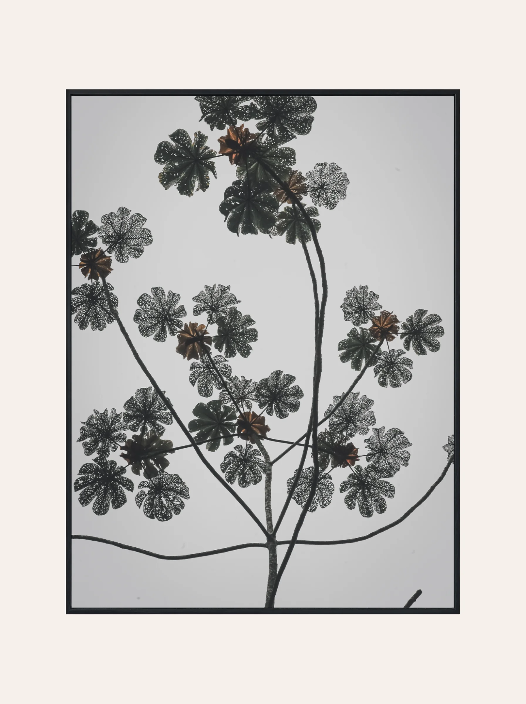 Plakat Kwiaty na Szarym Niebie