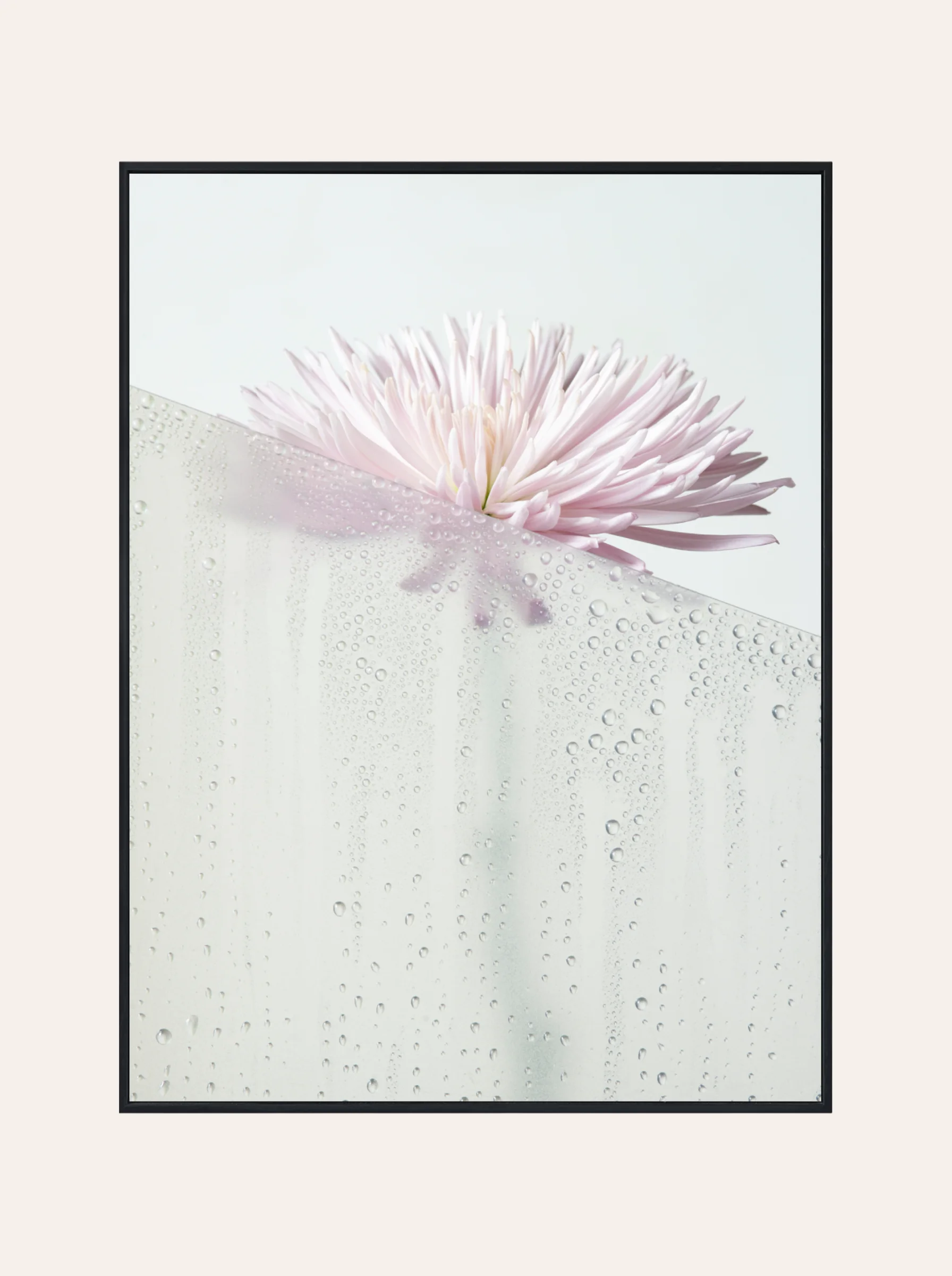 Plakat Kwiaty za Szybą Nr. 2