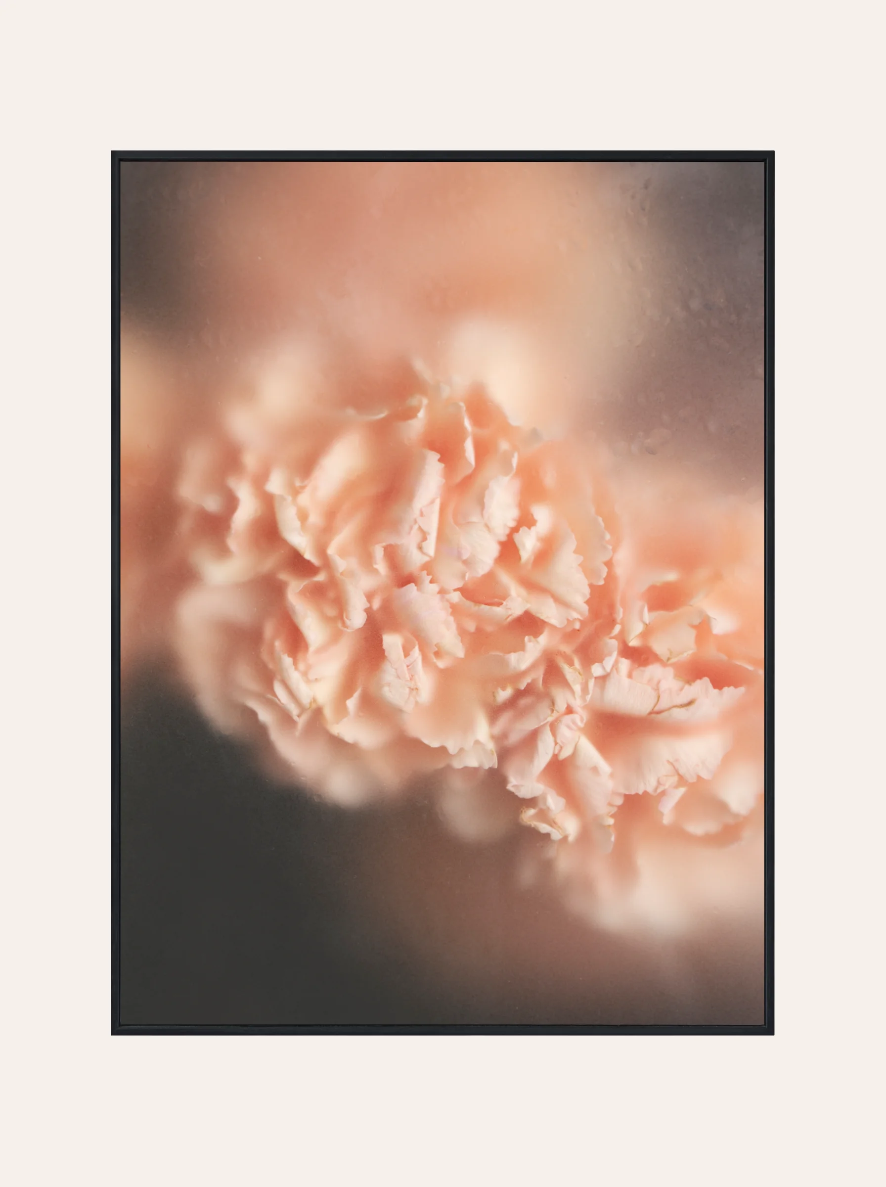 Plakat Kwitnące Różowe Kwiaty