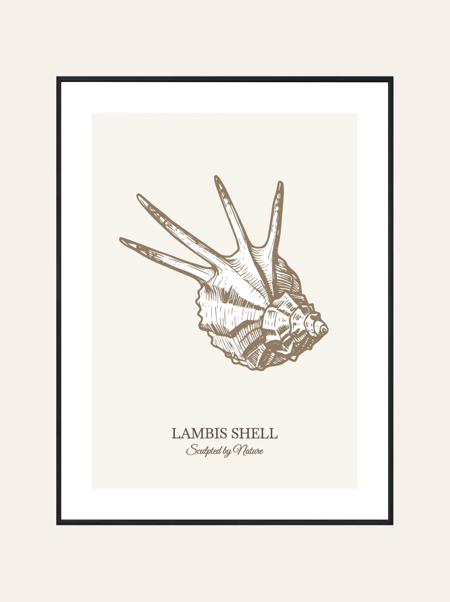 Plakat Lambis Shell Brąz