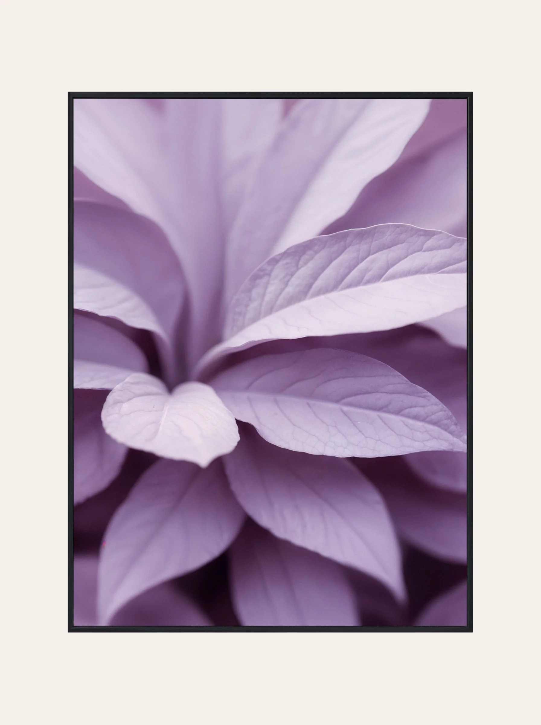 Plakat Lawendowe Kwiaty