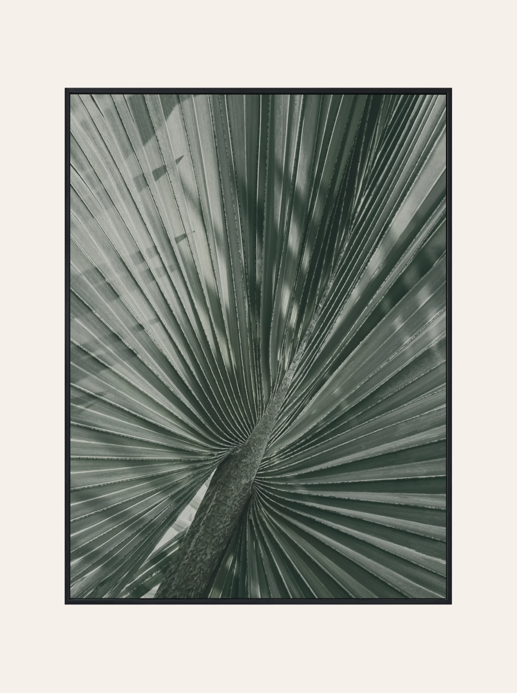 Plakat Liść Palmy Nr. 2