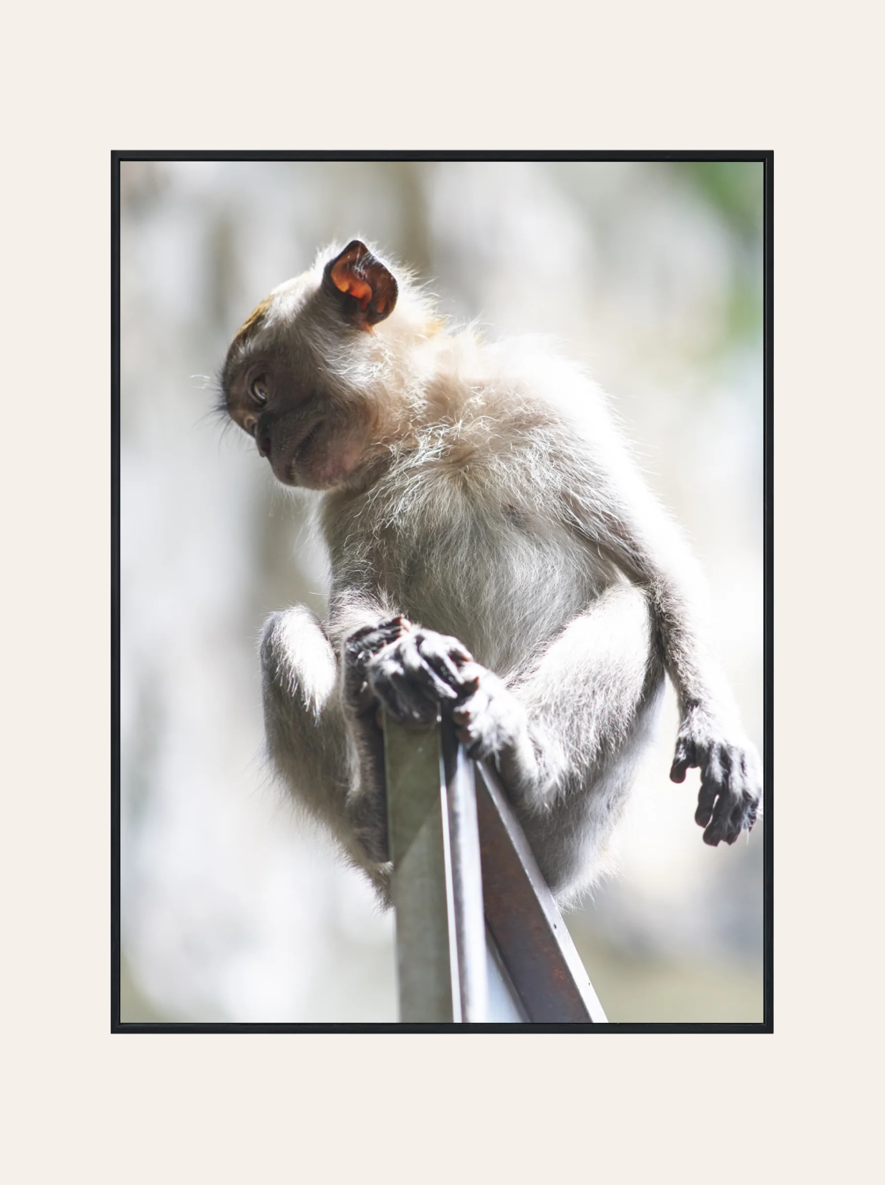 Plakat Małpa Nr. 4