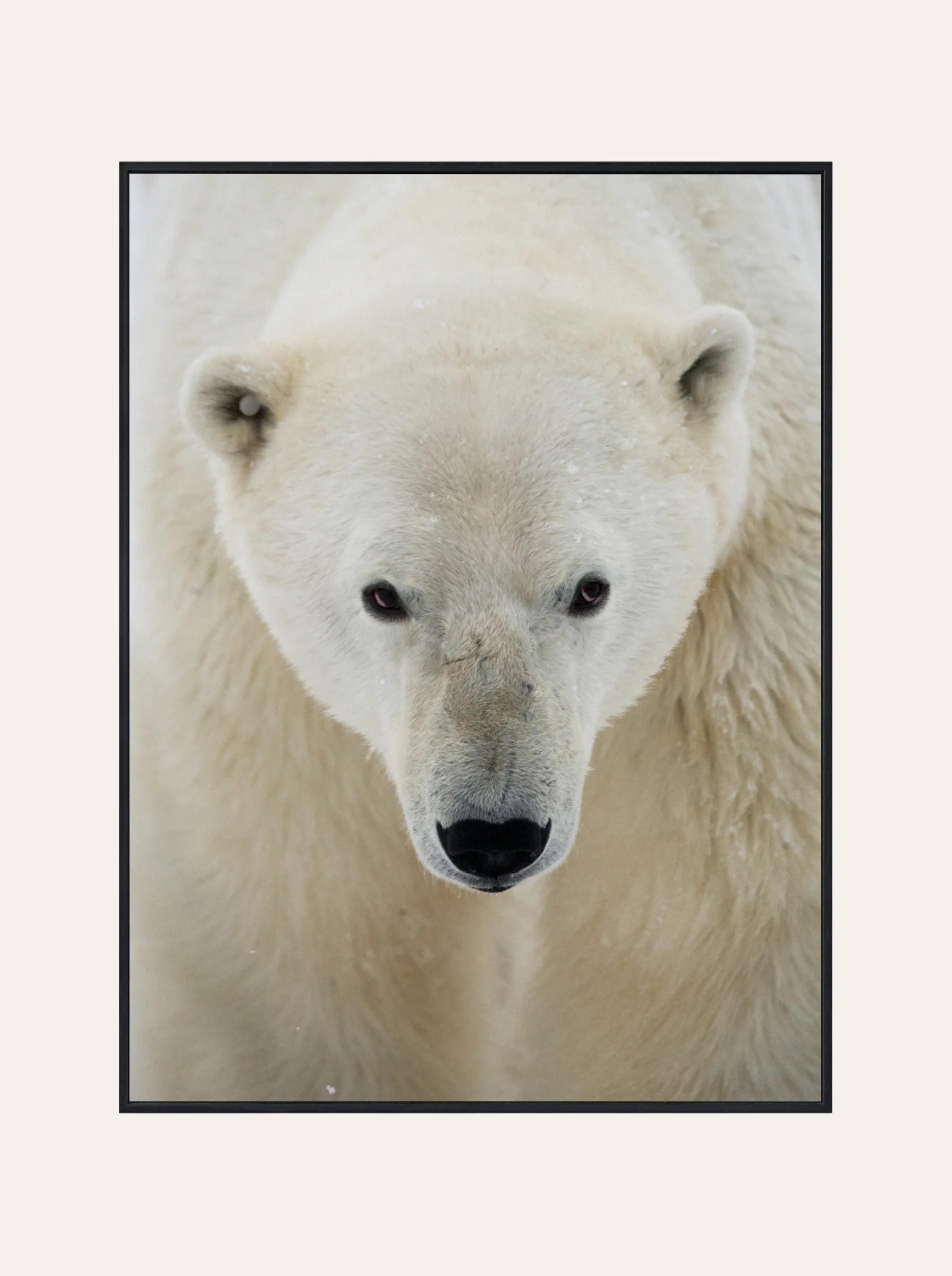 Plakat Miś Polarny Nr. 1