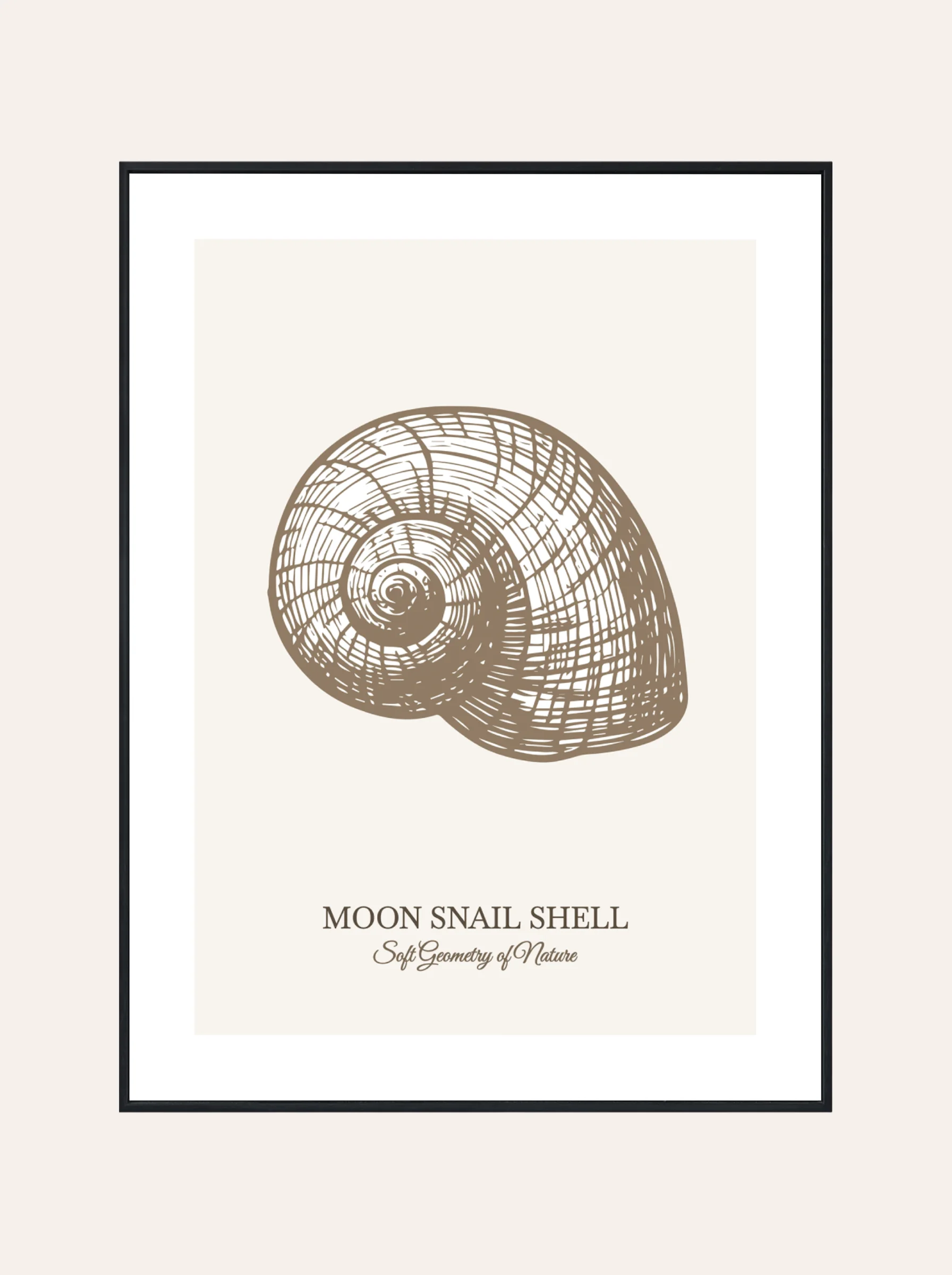 Plakat Moon Snail Shell Brąz
