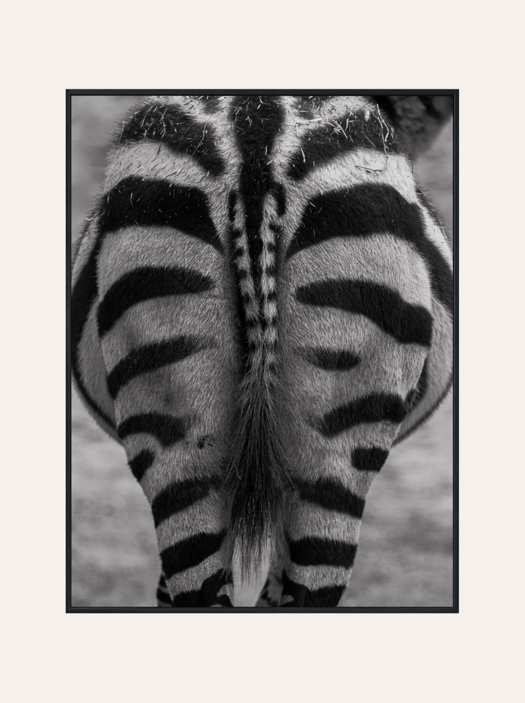 Plakat Zebra Nr. 2