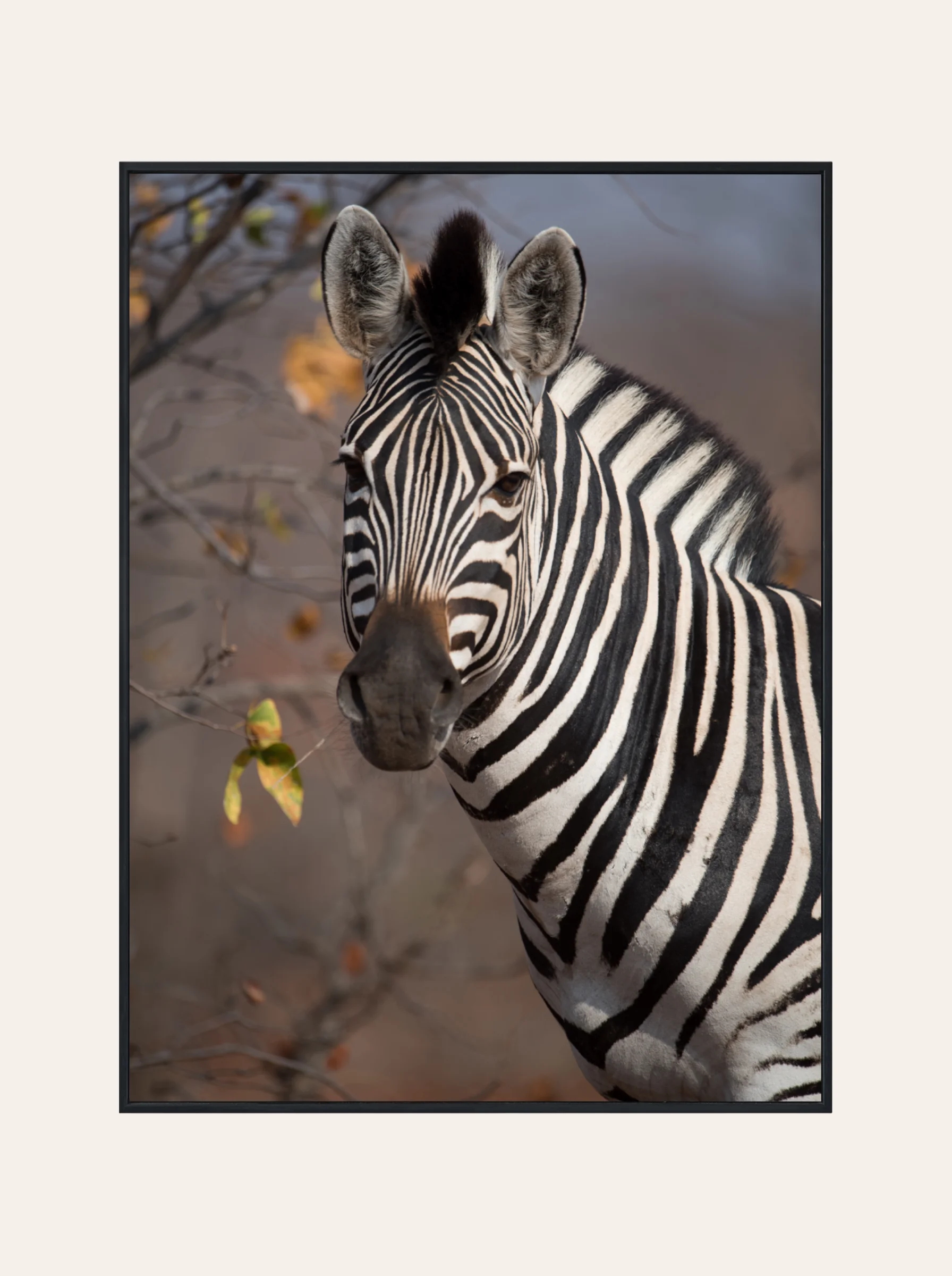 Plakat Zebra Nr. 4